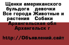 Щенки американского бульдога ( девочки) - Все города Животные и растения » Собаки   . Архангельская обл.,Архангельск г.